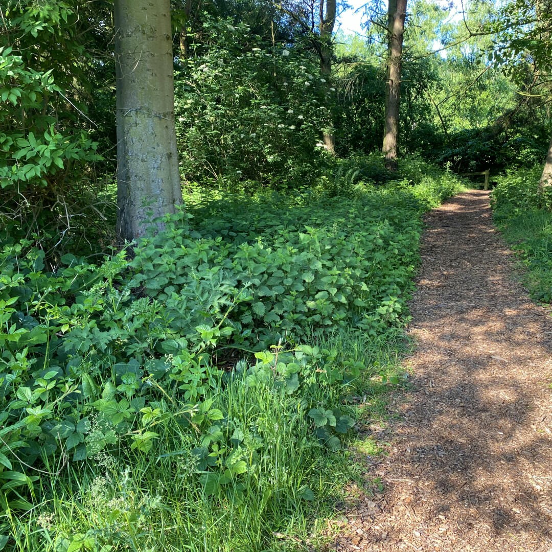Small woodland path through Golden Acre Park